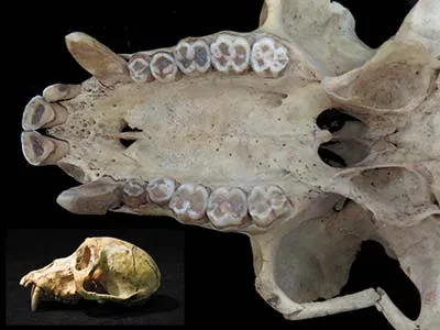 Mangaby primate skull with teeth